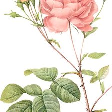 Оригинал схемы вышивки «Винтажная роза на белом фоне 4» (№1139000)