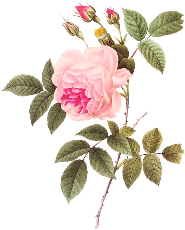 Винтажная роза на белом фоне 5 - пьер-жозеф редуте, цветок, винтаж, роза, ретро, розовые розы - оригинал