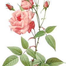 Винтажная роза на белом фоне 10