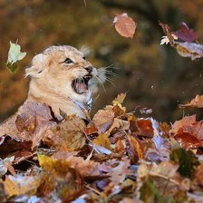 Львенок пытается вернуть листья обратно на дерево