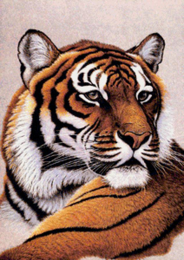 Бенгальский тигр - дикие кошки, животные, тигр, хищник - предпросмотр
