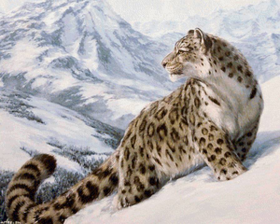 Снежный барс - хищник, природа, дикие кошки, горы - предпросмотр