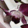 Предпросмотр схемы вышивки «Орхидеи» (№1141987)