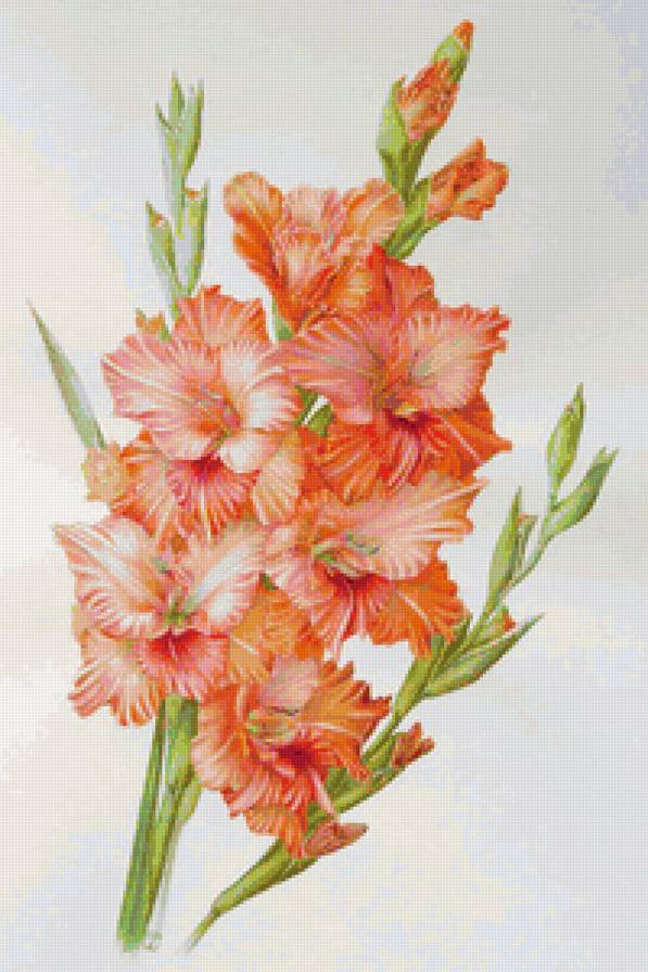 Гладиолус - букет, панель, гладиолусы, цветы - предпросмотр
