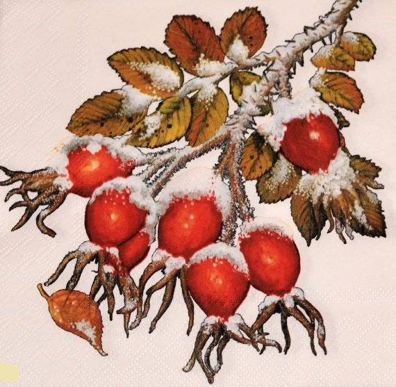 Шиповник в снегу - ветка, зима, ягоды, шиповник, снег - оригинал