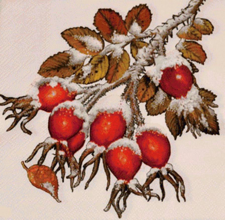 Шиповник в снегу - ветка, шиповник, ягоды, зима, снег - предпросмотр