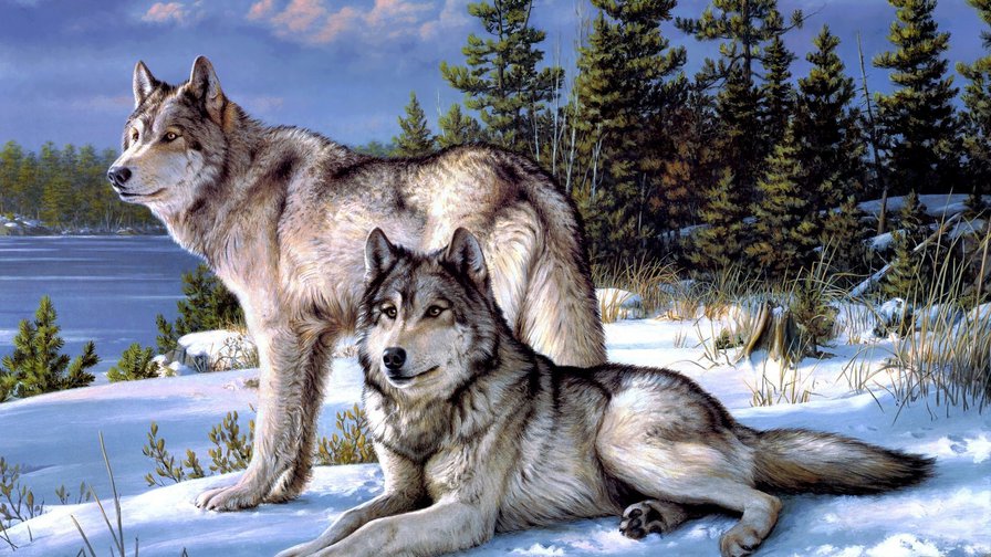 Волки на природе - природа, животные, волки - оригинал