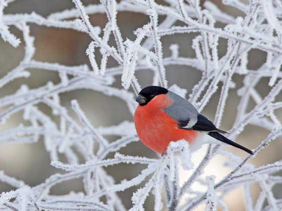 Снегири - зима птицы снегирь природа - оригинал