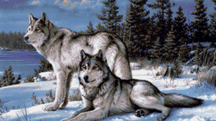 пара волков - животные, волки, природа - предпросмотр