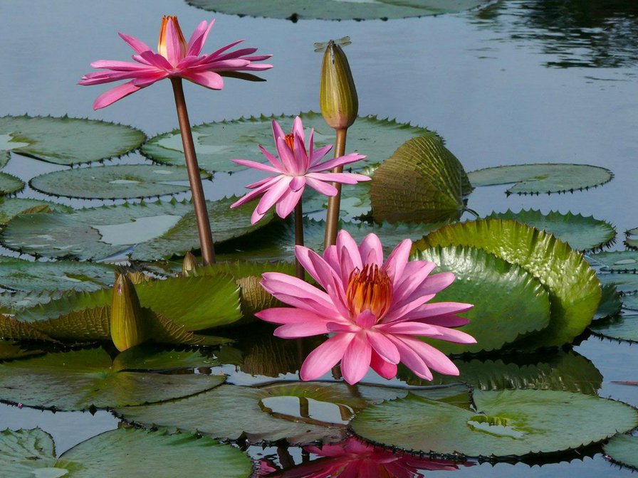 Лилии - лилии, пруд, природа, цветы - оригинал