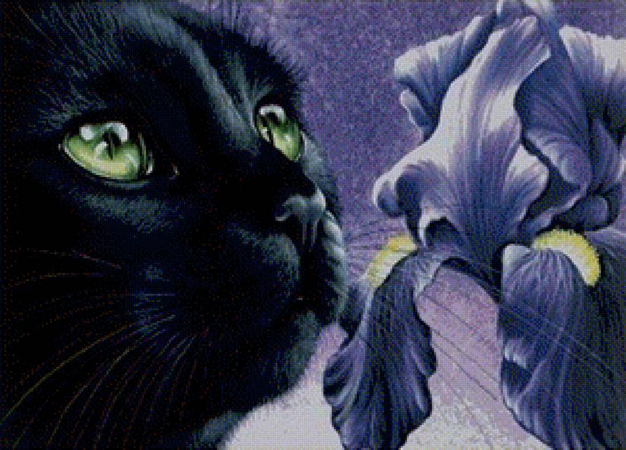 черный кот и ирис - взгляд, ирис, черный кот - предпросмотр