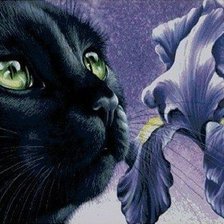 Оригинал схемы вышивки «черный кот и ирис» (№1147782)