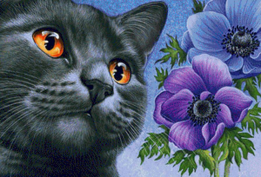 британский Лорд - кот, домашние животные, анемоны, британский голубой, кошка - предпросмотр
