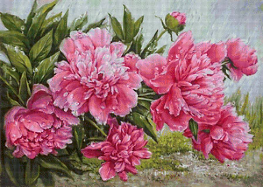 розовые пионы - розовые цветы, пионы, дождь, пион - предпросмотр