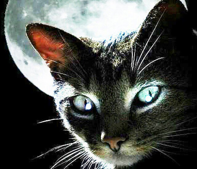 Лунный кот - оригинал