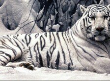 Оригинал схемы вышивки «Тигр на снегу» (№1150352)