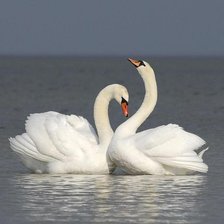 Схема вышивки «ЛЕБЕДИННАЯ ПЕСНЯ»