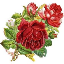 Оригинал схемы вышивки «винтажные розы» (№1151927)