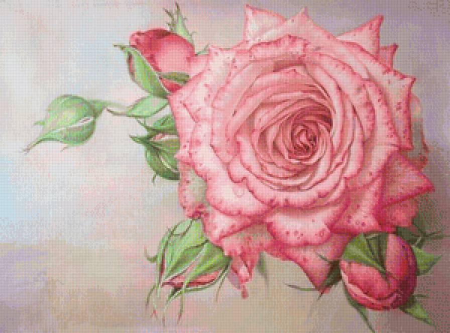 роза нежная - капля, роза, розы, розовые цветы - предпросмотр