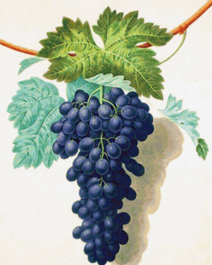 Виноград - на кухню, фрукты - предпросмотр