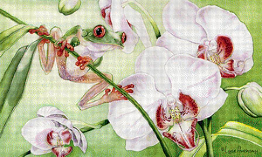Орхидеи и лягушка - животные, цветы, природа - предпросмотр