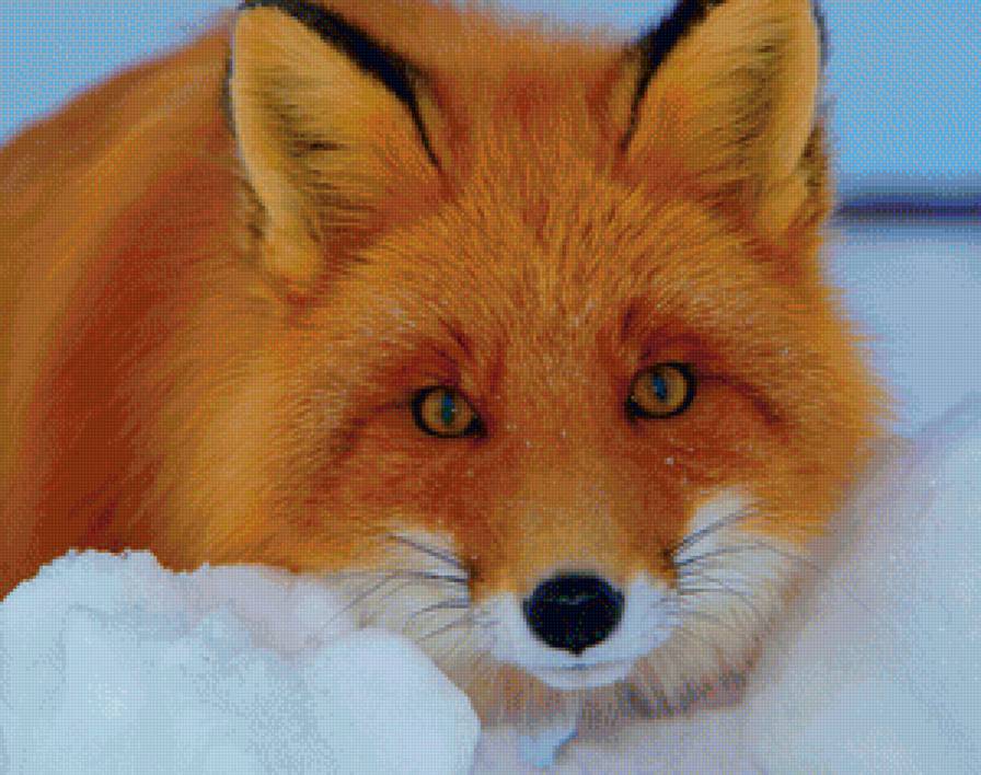 Лисичка - рыжая плутовка, лиса, зима, животные - предпросмотр