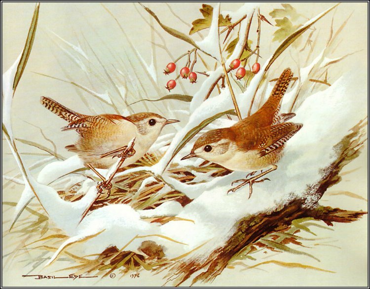Зимние пташки - зима, зимний пейзаж, птицы, сладкая парочка, живопись - оригинал