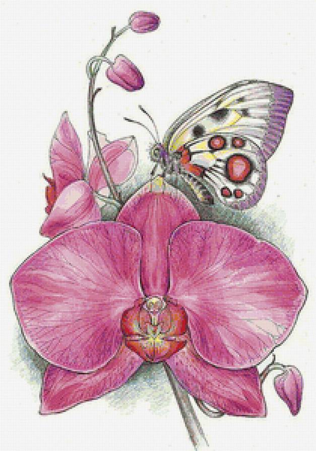 Орхидея и бабочка - цветок, оридея, бабочка, цветы - предпросмотр