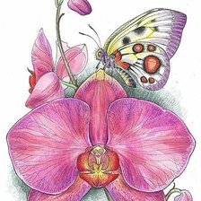 Оригинал схемы вышивки «Орхидея и бабочка» (№1154832)
