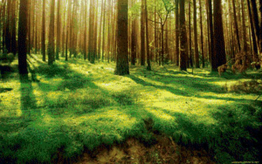 Весенний лес - солнце, утро, лес - предпросмотр