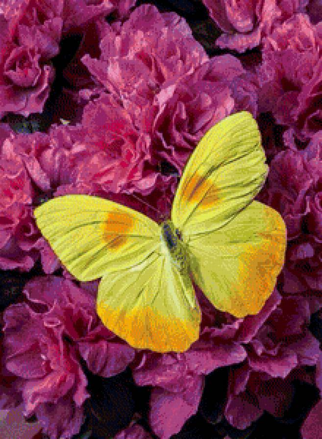 бабочка - цветы, бабочка, весна - предпросмотр
