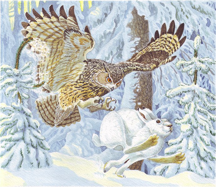 охота - сова, зима, заяц, охота - оригинал