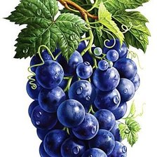 Оригинал схемы вышивки «лоза винограда» (№1155835)