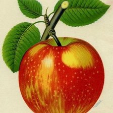 Оригинал схемы вышивки «яблочко» (№1156165)