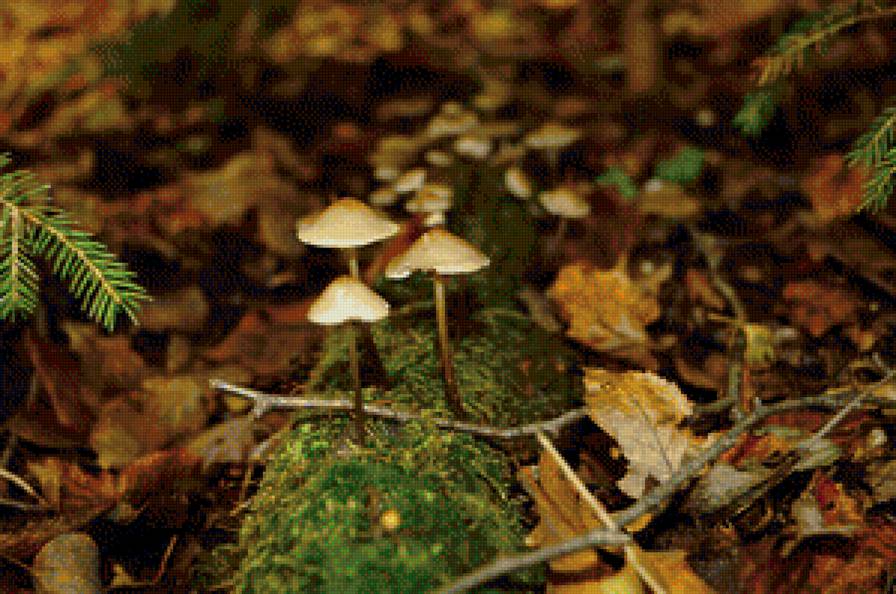 грибы - лес, грибы, пейзаж - предпросмотр