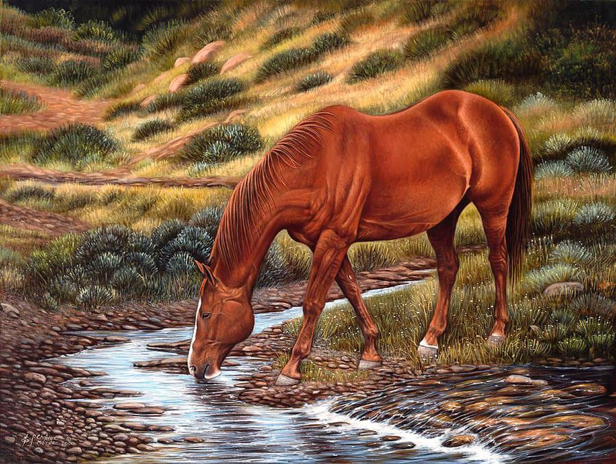Серия "Фауна" - конь, природа, ручей, лошадь - оригинал