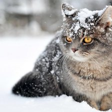 Оригинал схемы вышивки «котик в снегу» (№1158216)