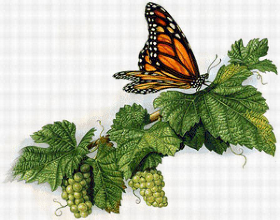 Виноград - бабочка, фрукты, насекомые, на кухню - предпросмотр