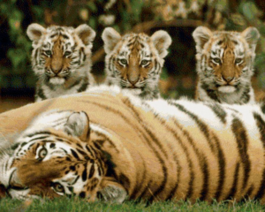 тигры - животные, семья, тигрята - предпросмотр