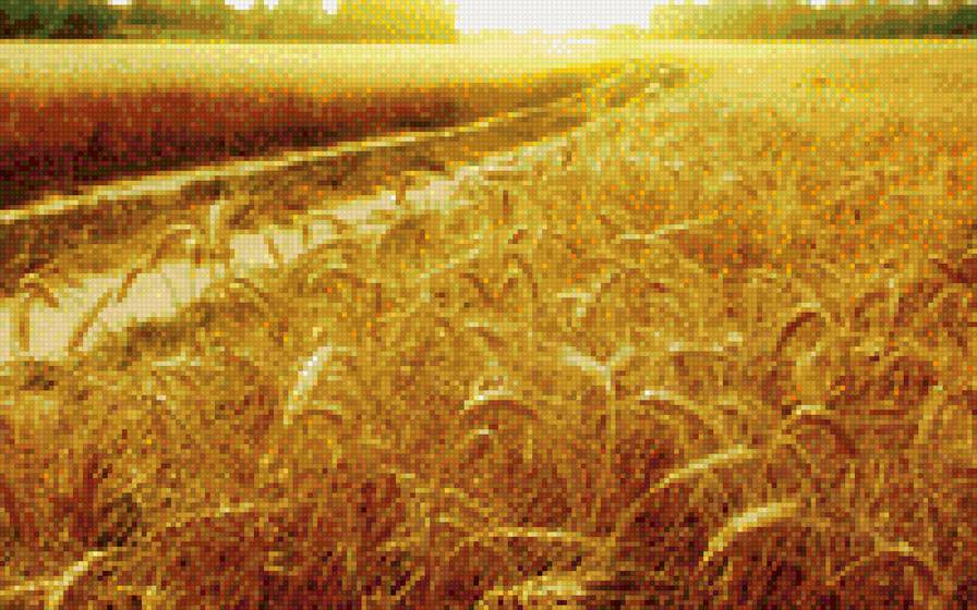 Пшеничное поле - поле, дорога, пшеница - предпросмотр