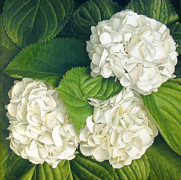 белые цветы - гортензия, белые цветы - оригинал