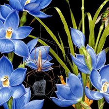 Оригинал схемы вышивки «голубые цветы на черном фоне» (№1160496)
