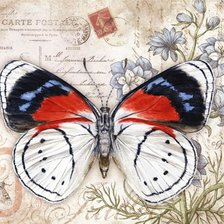 Серия бабочки