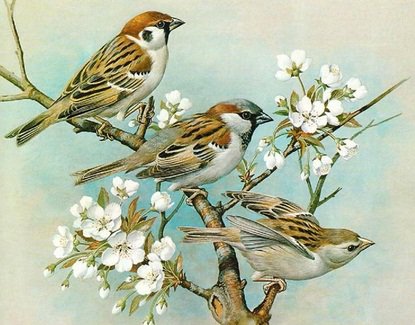 птички весной - птицы, природа - оригинал