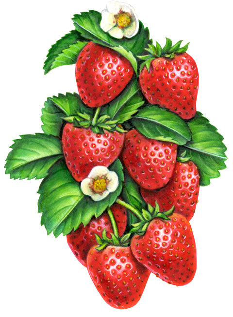 Аппетитная клубничка - ягоды, лето, для кухни, панно, природа, клубника, цветы - оригинал