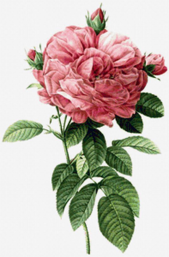 Винтажная роза на белом фоне 11 - роза, ретро, цветок, красные розы, винтаж, пьер-жозеф редуте - предпросмотр
