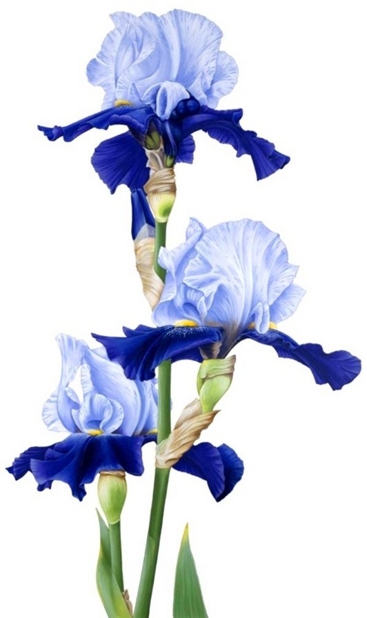 Ирисы на белом - ирис, синие цветы, ирисы, цветы - оригинал