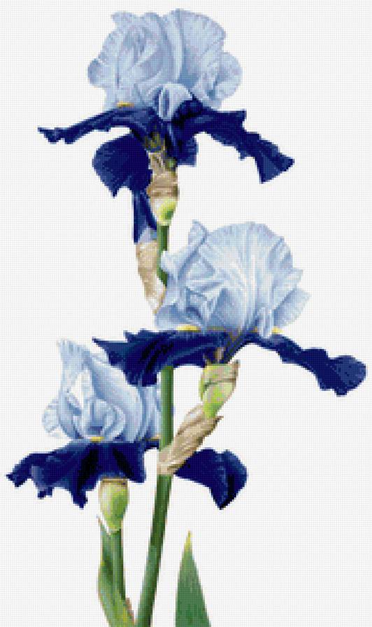 Ирисы на белом - синие цветы, ирис, ирисы, цветы - предпросмотр