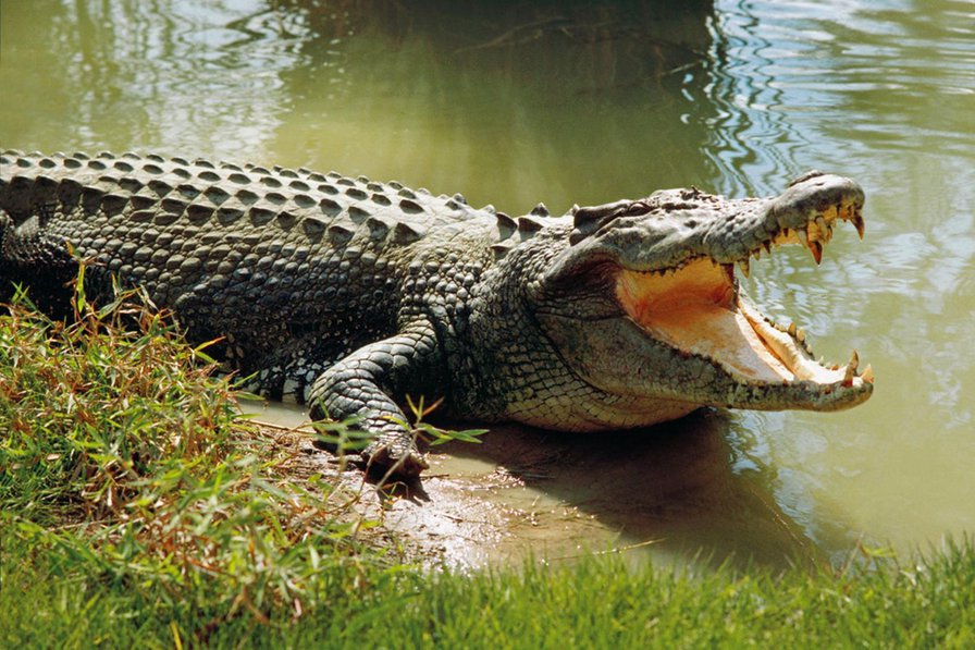 крокодил - оригинал
