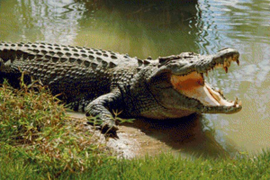 крокодил - предпросмотр